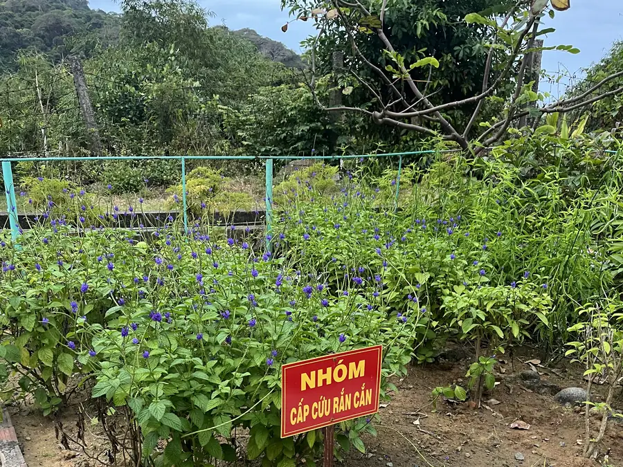 Medicinal herb garden for snakebite first aid on Hon Khoai Island, a safety reminder for surveys in the forest